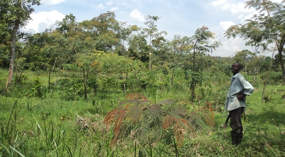 Robusta in Uganda