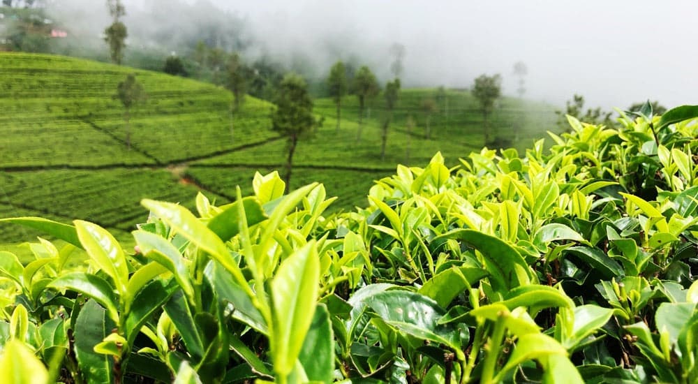 Ceylon Tee - Teepflanze - Camellia Sinensis Assamica