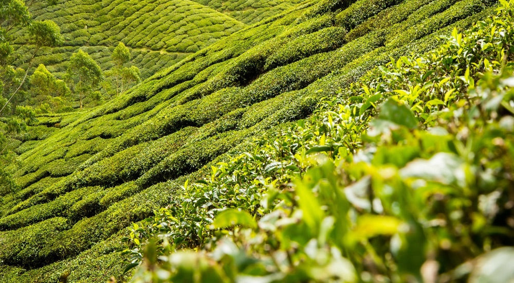 Teearten und Teesorten - Koffein je nach Teepflanze