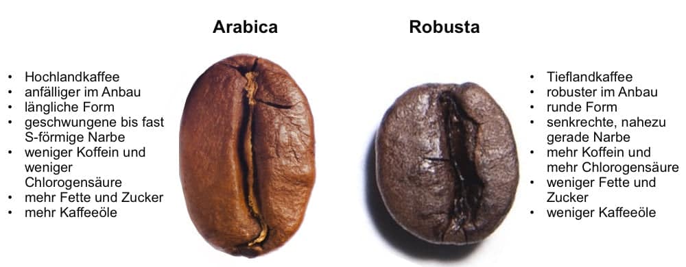 Arabica versus Robusta Kaffeebohnen