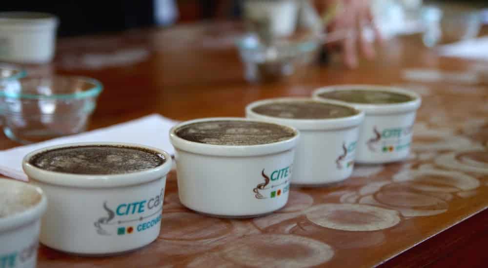 Kaffeebohnen - Cupping beim Kaffeebauern