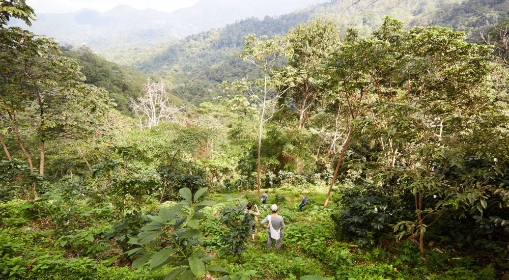 Kaffeeanbau in Kolumbien - Ernte per Hand