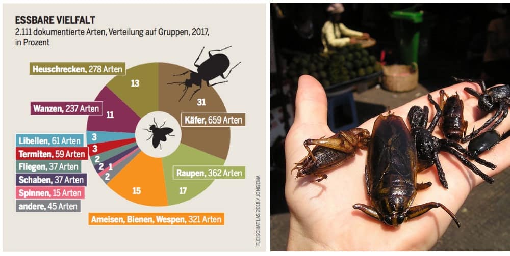Insekten essen - Arten (Quelle: Fleischatlas)