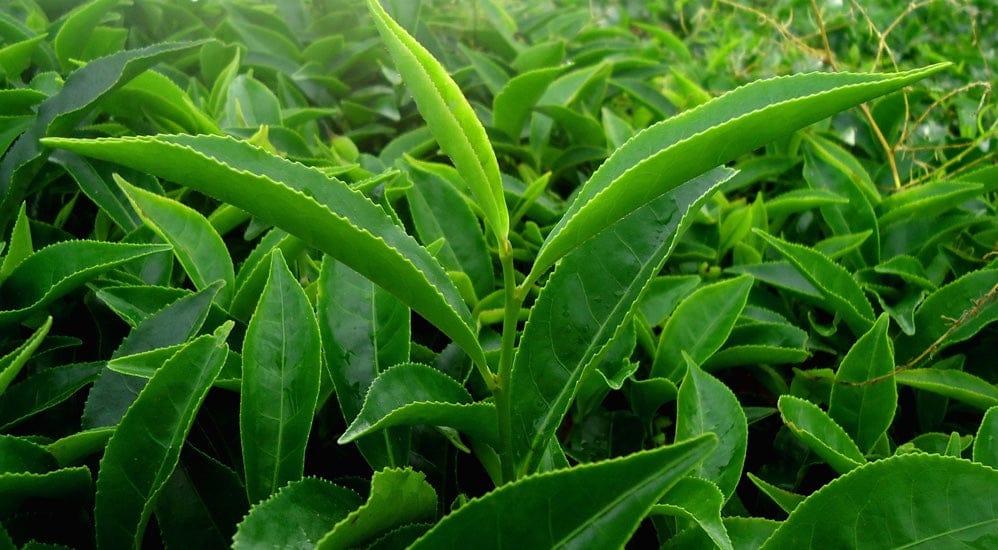Grüner Tee abnehmen - Pflanze