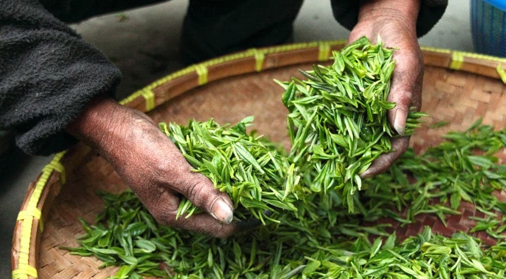 Grüner Tee abnehmen - Teequalität
