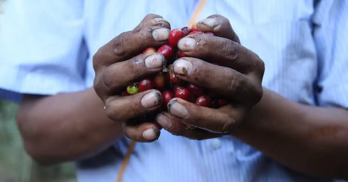 Fairtrade Kaffee: Wie nachhaltig ist der Genuss mit dem Gütesiegel?