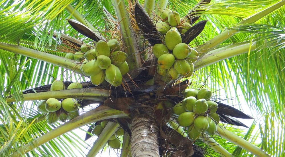 Kokosöl Kokospalme