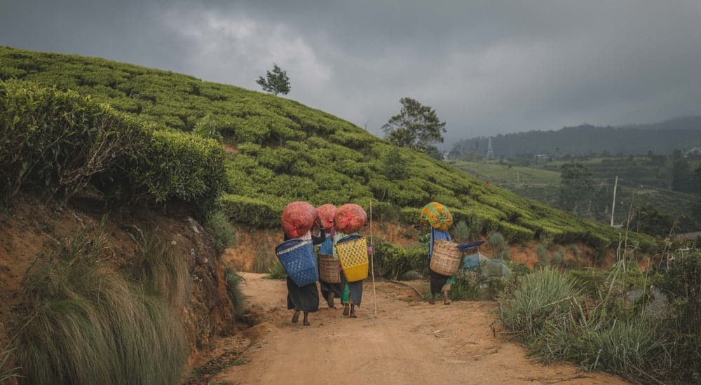 Permakultur vs. Monokultur beim Teeanbau in Sri Lanka