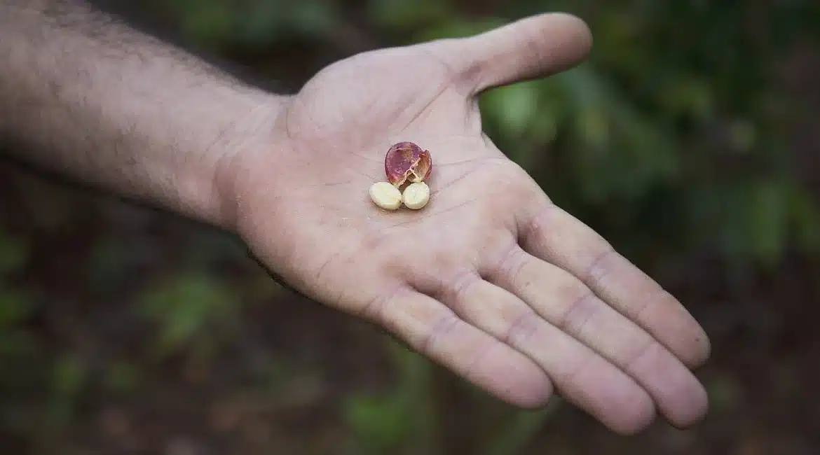 Fairtrade Siegel: Was dahintersteckt und wie fairer Kaffeehandel aussieht