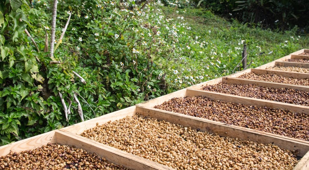 Kaffeesorten - Honey Processing