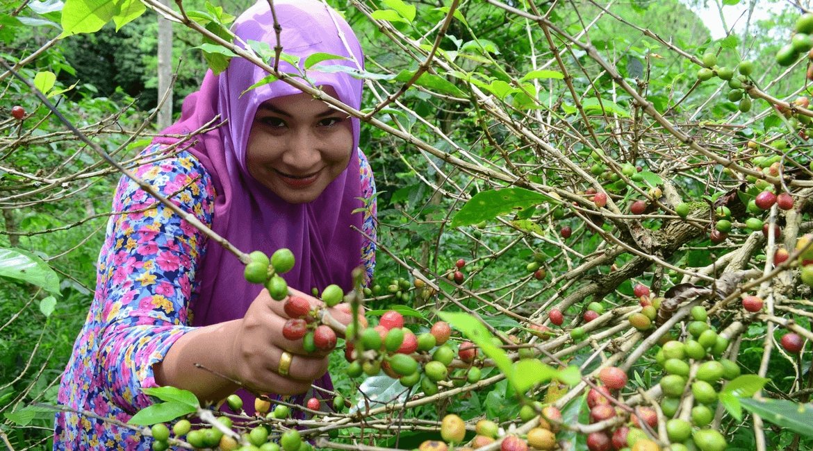 Kaffee-Spezialitäten aus Indonesien