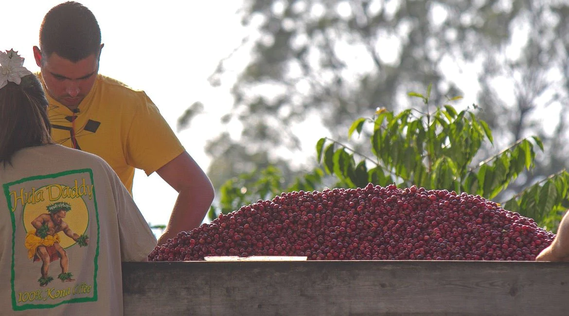 Kona Kaffee: Alles über die prallen Luxus-Bohnen aus Hawaii