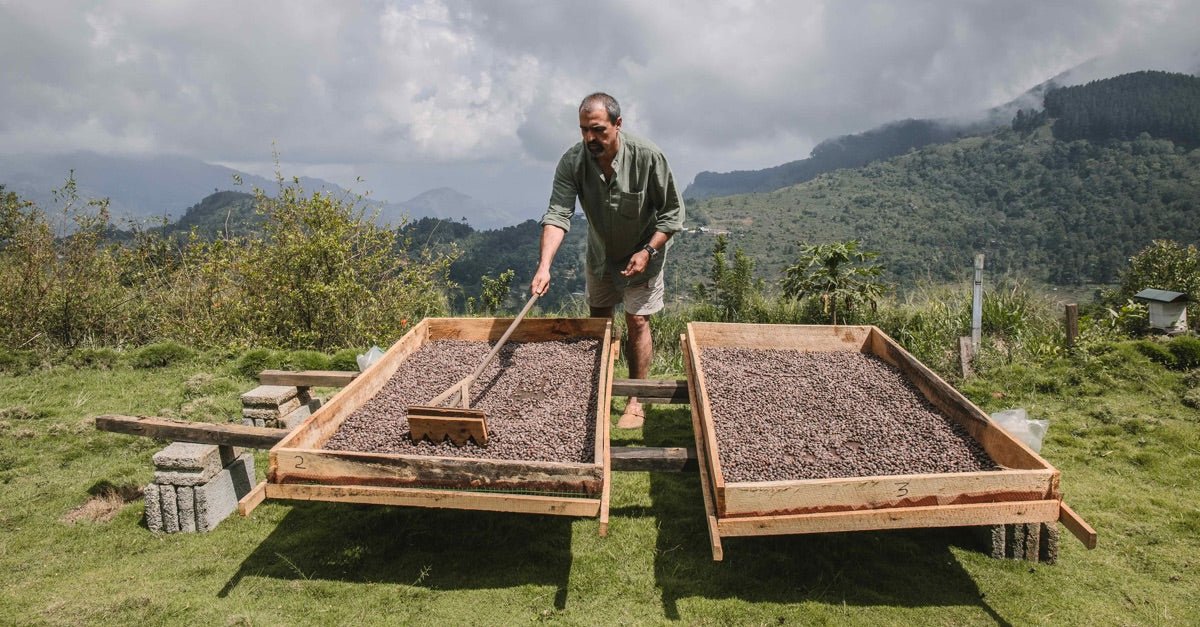 Wie Permakultur im Kaffeeanbau in Sri Lanka funktioniert