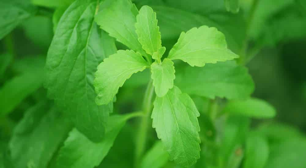 Stevia Pflanze