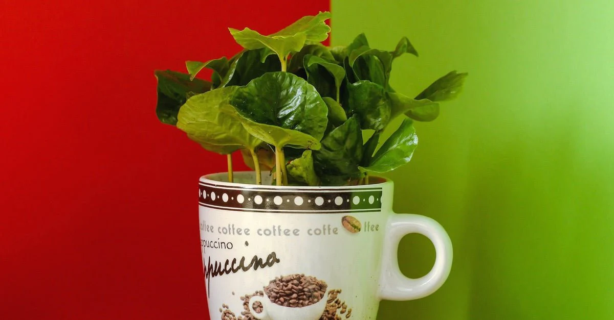 Kaffeepflanze selber anbauen