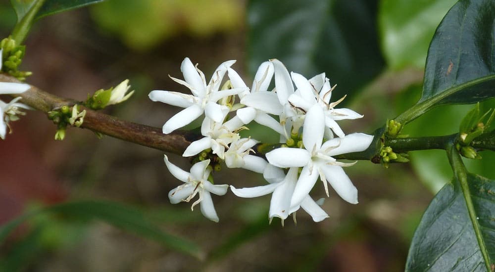 Kaffeepflanze Blüten