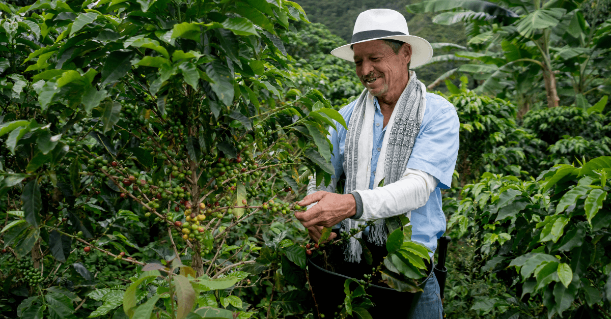 Kolumbianischer Kaffee: Entdecke den Klassiker unter den Spitzenkaffees!